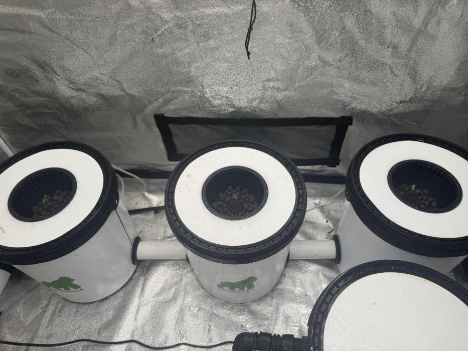 Apple fritter. Week 1