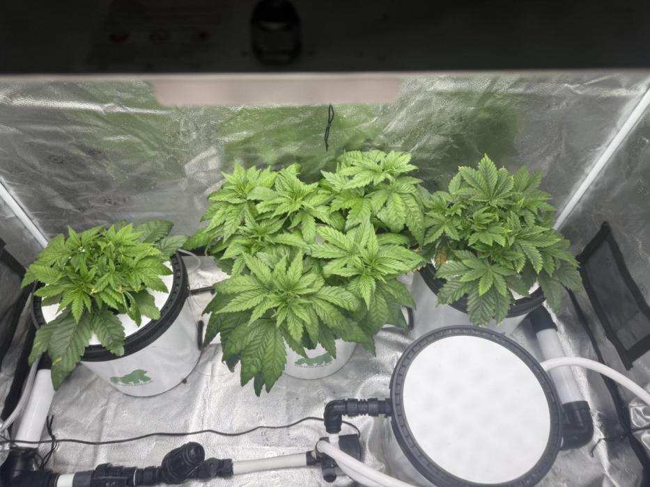 Apple fritter. Week 3