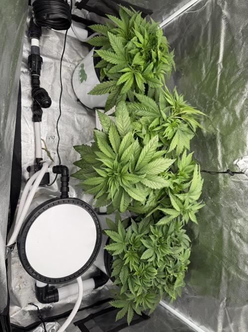 Apple fritter. Week 5