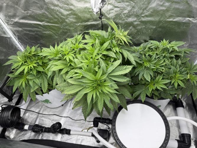 Apple fritter. Week 5