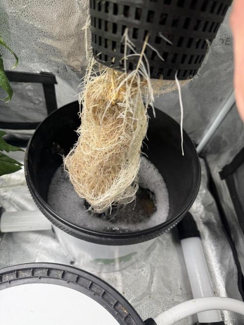 Apple fritter. Week 5