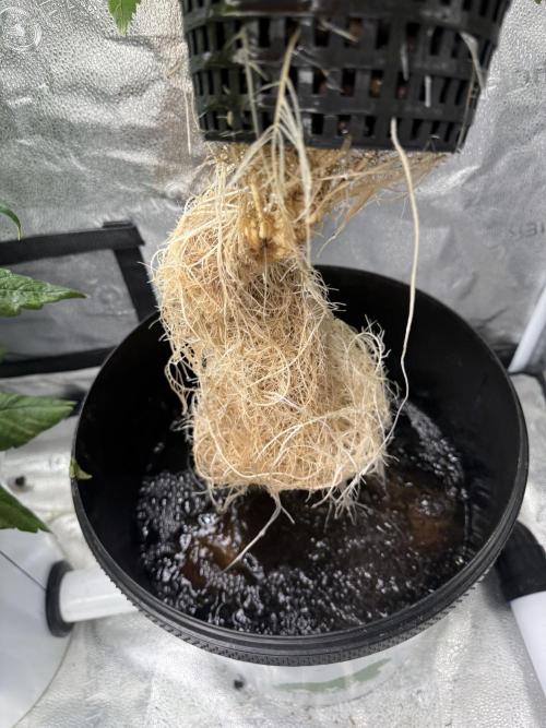 Apple fritter. Week 5