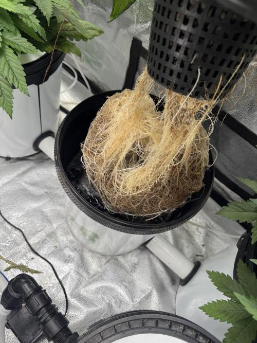 Apple fritter. Week 5