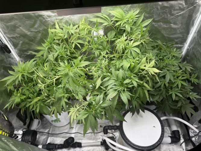 Apple fritter. Week 6