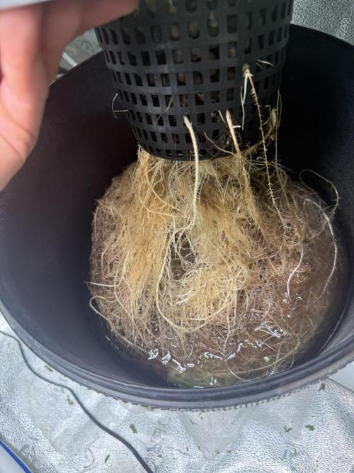 Apple fritter. Week 6