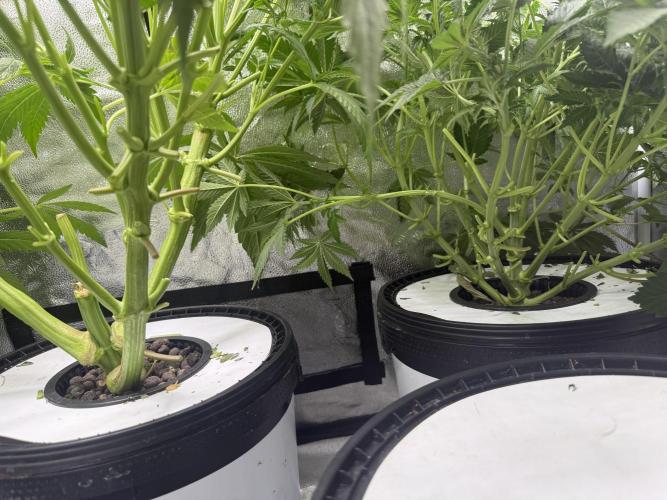 Apple fritter. Week 6