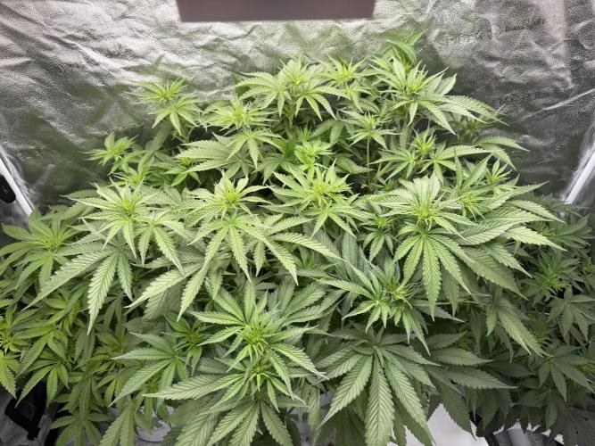 Apple fritter. Week 7