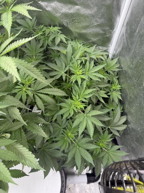 Apple fritter. Week 7