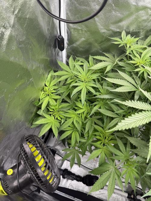 Apple fritter. Week 7