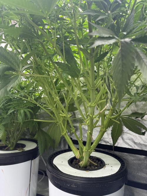 Apple fritter. Week 7