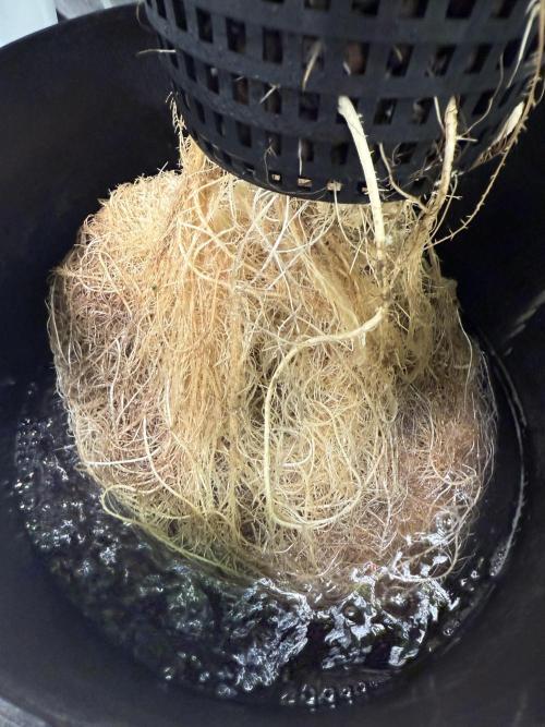 Apple fritter. Week 7