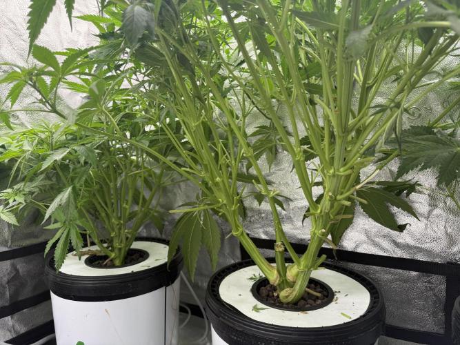 Apple fritter. Week 7