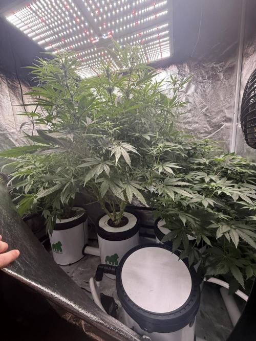 Apple fritter. Week 8