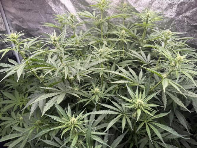 Apple fritter. Week 8