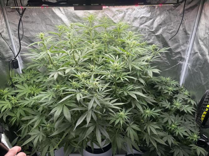 Apple fritter. Week 8