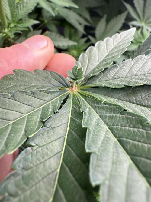 Apple fritter. Week 8 - A lot of mutated leaves like this one with a little leaf on top 