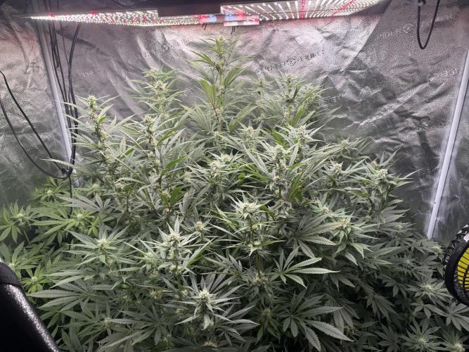 Apple fritter. Week 9