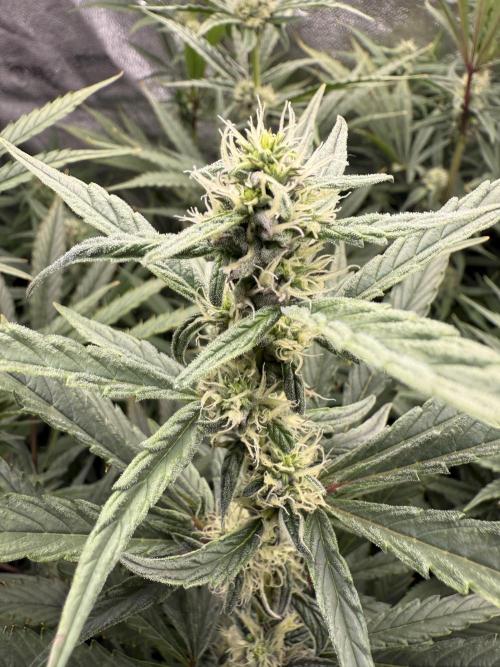 Apple fritter. Week 9