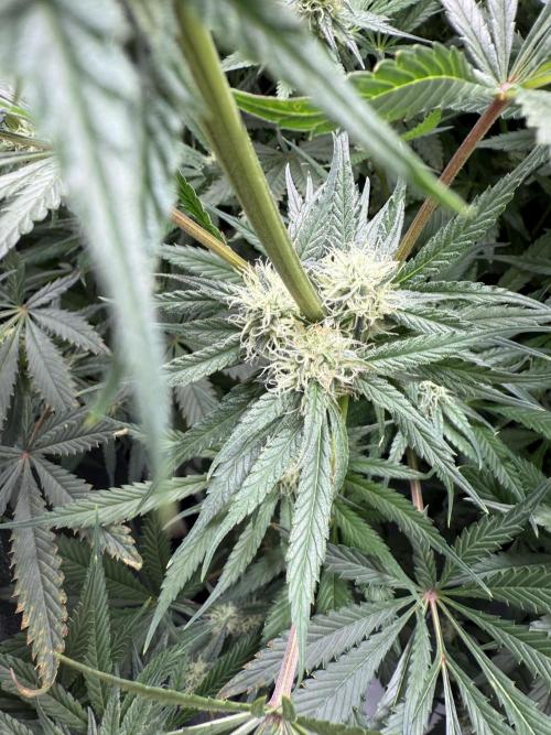 Apple fritter. Week 9