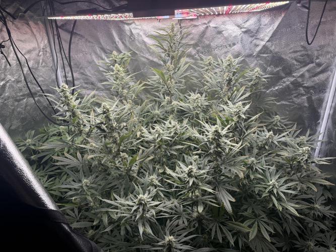 Apple fritter. Week 10