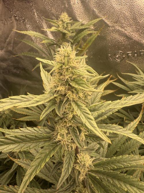 Apple fritter. Week 10