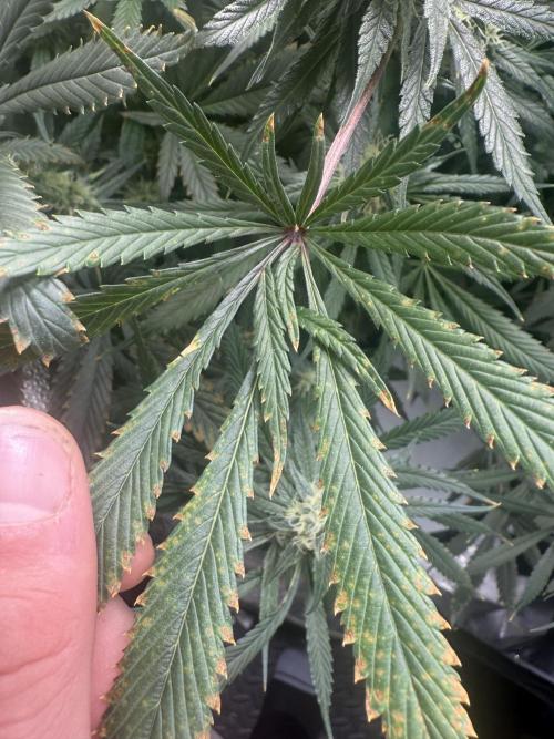 Apple fritter. Week 10