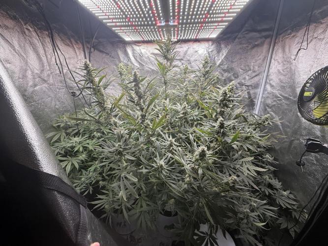 Apple fritter. Week 11