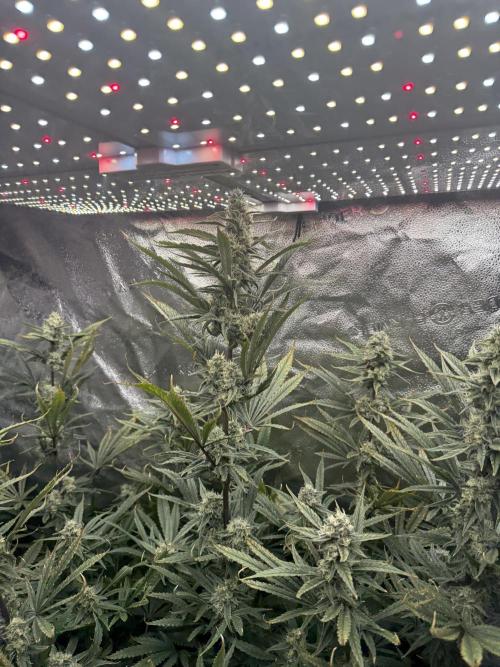 Apple fritter. Week 11