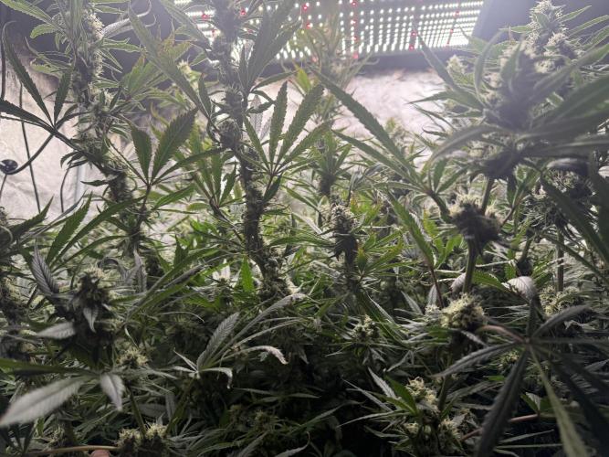 Apple fritter. Week 11