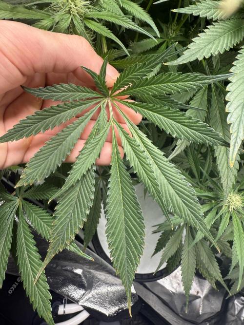 Apple fritter. Week 11