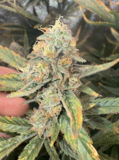 Apple fritter. Week 12