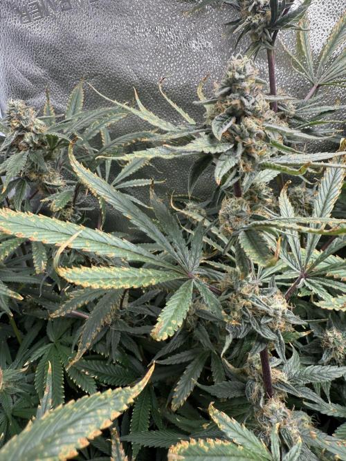 Apple fritter. Week 12