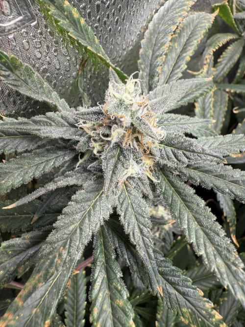 Apple fritter. Week 12