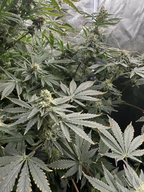 Apple fritter. Week 12