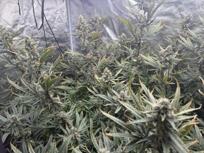 Apple fritter. Week 12