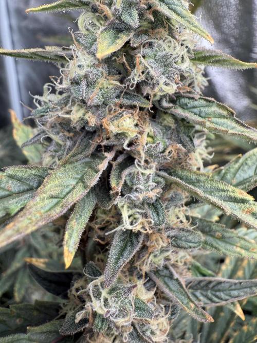 Apple fritter. Week 12