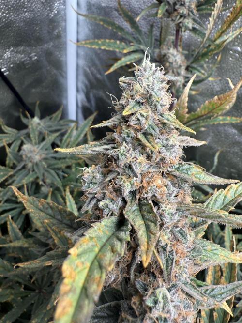 Apple fritter. Week 13