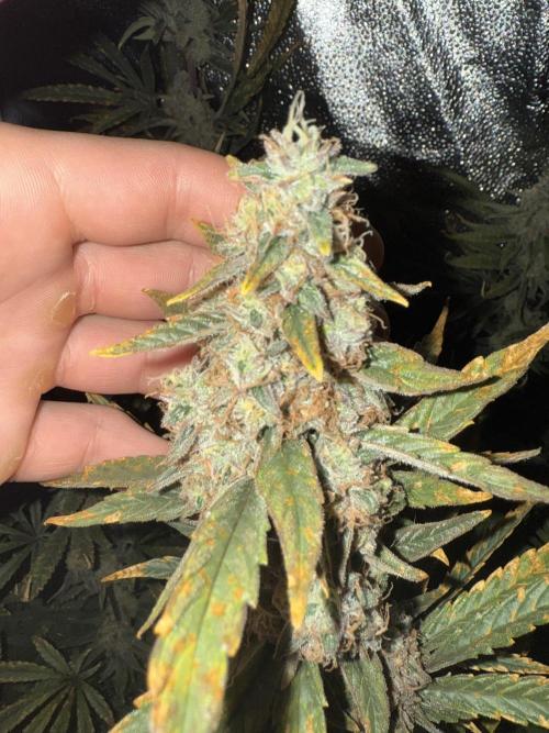 Apple fritter. Week 13