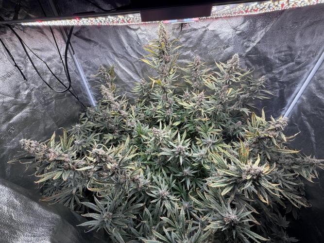 Apple fritter. Week 13