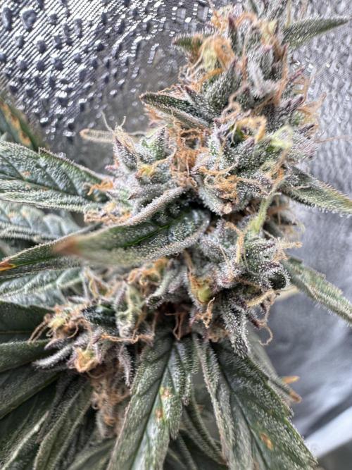 Apple fritter. Week 13