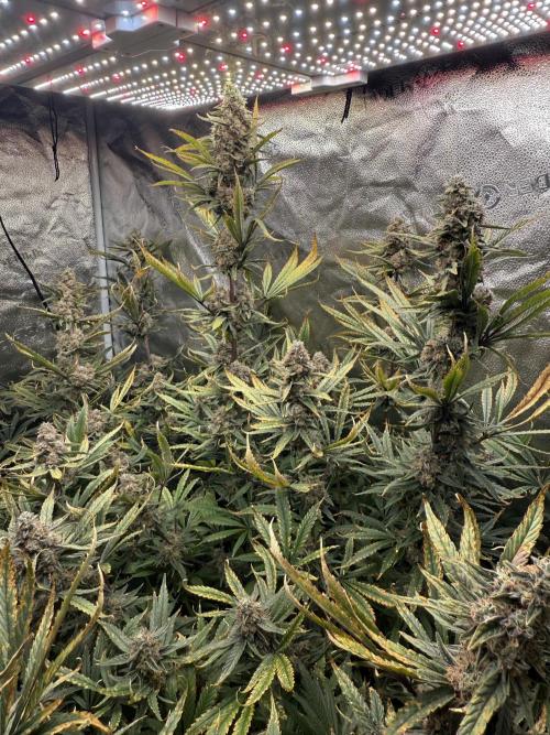 Apple fritter. Week 13