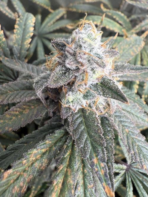 Apple fritter. Week 14