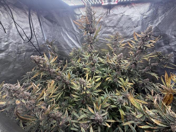Apple fritter. Week 14