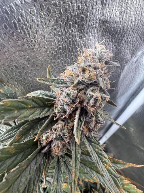 Apple fritter. Week 14