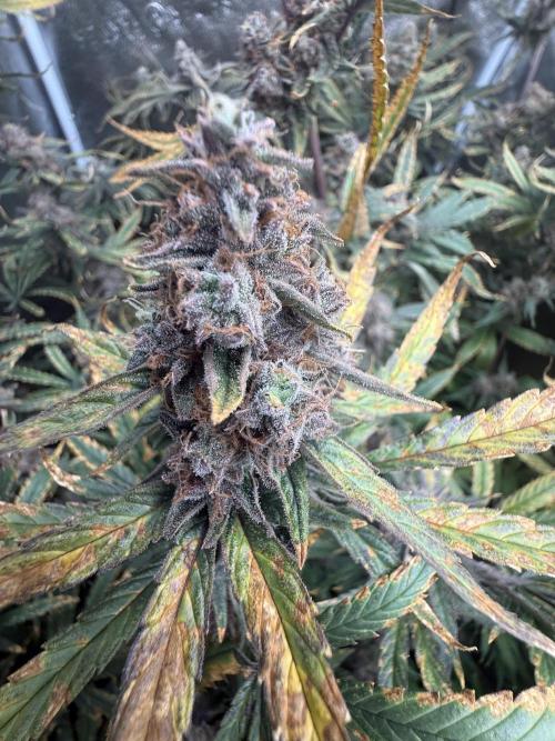 Apple fritter. Week 14