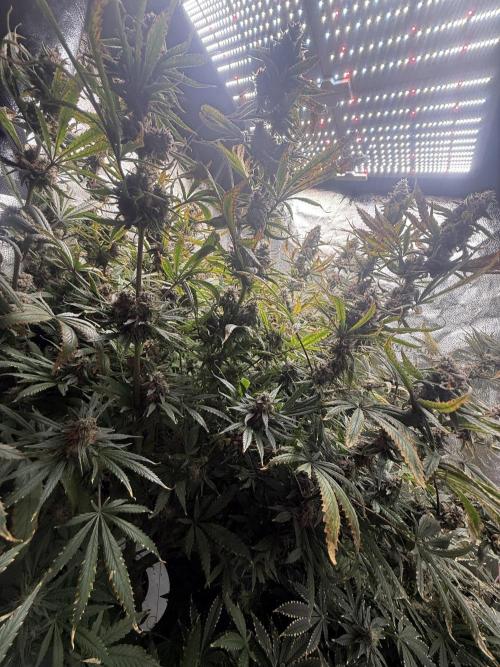 Apple fritter. Week 14