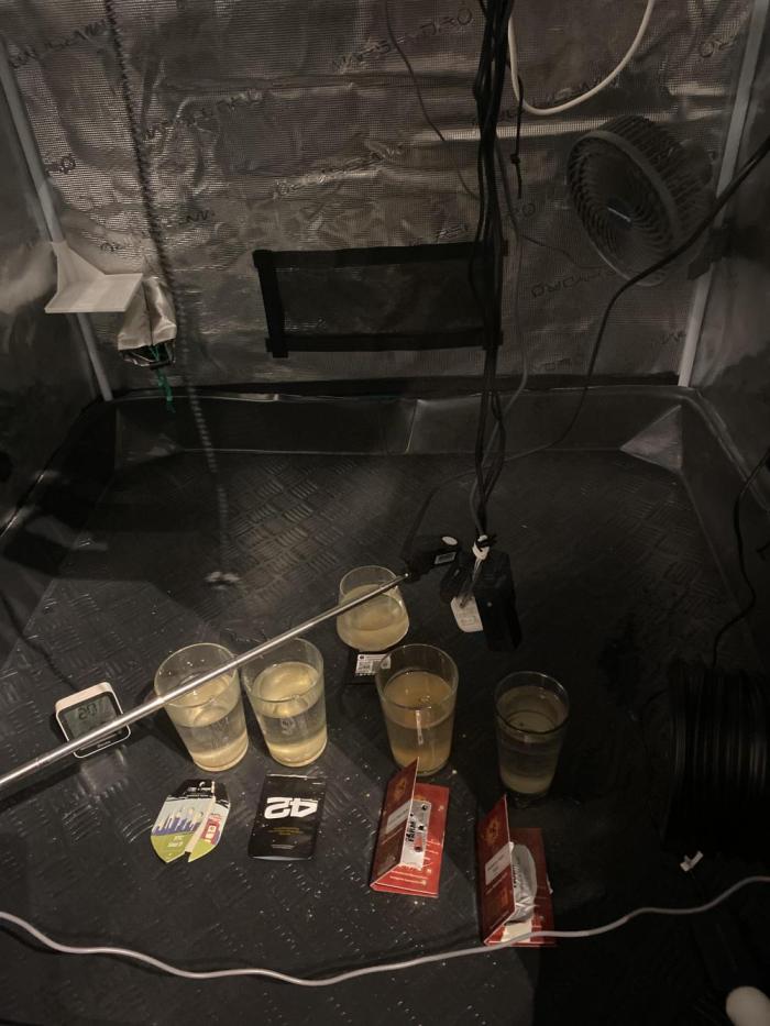 Triple Haze Run. Week 0 - Germination in progress