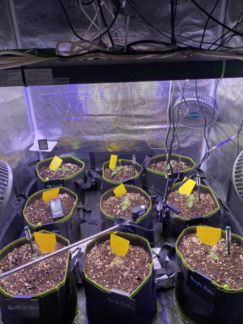 not a Triple Haze Run. Week 1