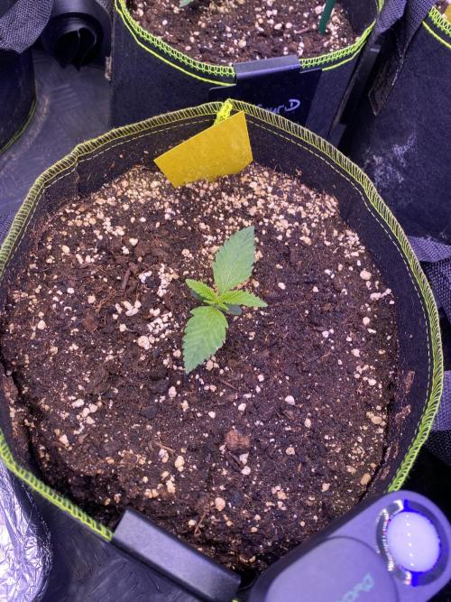 not a Triple Haze Run. Week 1 - Amnesia Haze Auto