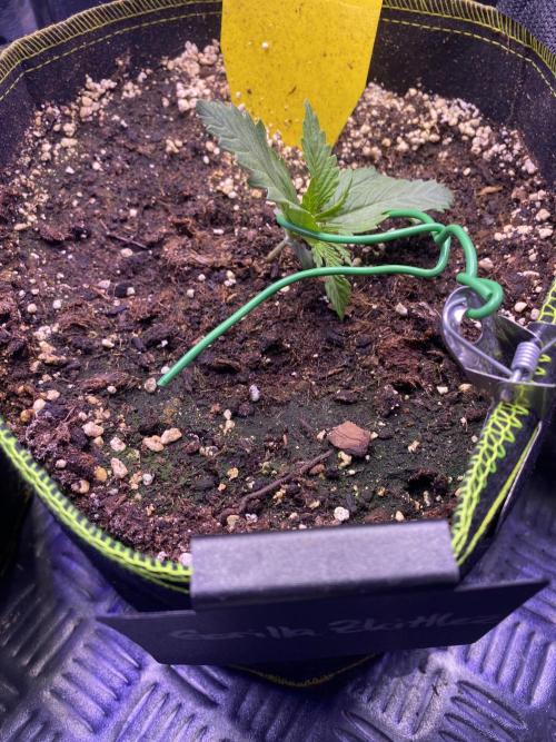 not a Triple Haze Run. Week 3